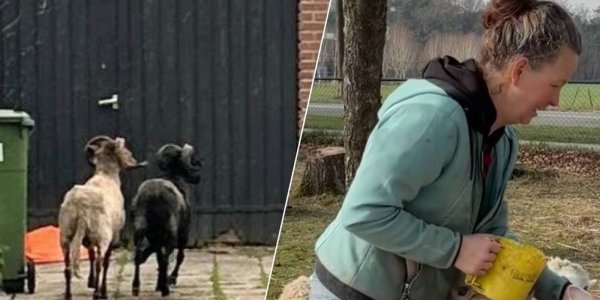 Foto: Weggehaald schaap uit tuin van shoarmazaak in Veldhoven krijgt nieuw thuis